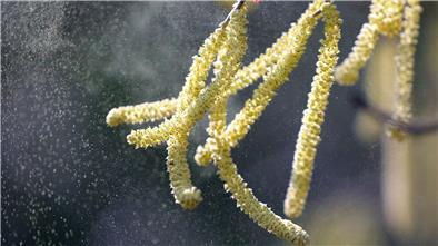 Die Hasel blüht und setzt Pollen frei.