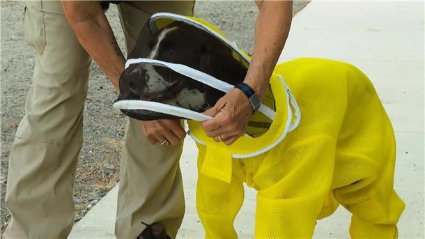 Hund beschützt Millionen Bienen Die Hündin bekommt einen Schutzanzug übergezogen, wenn es zu den Bienen geht.