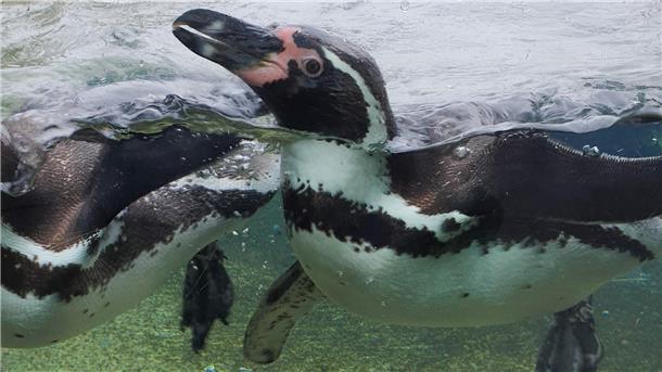 Die Humboldtpinguine im Zoo am Meer in Bremerhaven wissen gar nicht, dass am 25. April der Weltpinguintag ist. Sie schwimmen, wie an jedem anderen Tag, fröhlich umher.