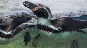 Die Humboldtpinguine im Zoo am Meer in Bremerhaven wissen gar nicht, dass am 25. April der Weltpinguintag ist. Sie schwimmen, wie an jedem anderen Tag, fröhlich umher.