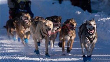 Die Hunde des Teams von Riley Dyche beim Start des Iditarod Trail Hundeschlittenrennens in Anchorage.