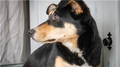 Die Hunderetterin Doris Urban aus Neuenkirchen hat Straßenhündin Sonya eine zweite Chance gegeben. Wie geht es der Hündin heute?