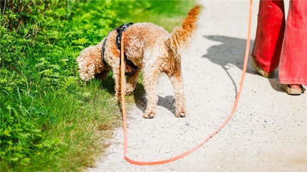 Ein Hund an der Leine.