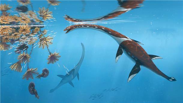 Forscher präsentieren urtümliches Meeresreptil aus Dino-Zeit Die Illustration zeigt das Reptil Plesionectes longicollum, das zur Zeit der Dinosaurier durchs Meer schwamm.