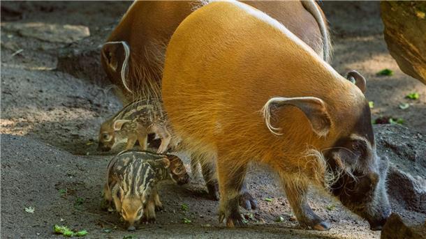 Die jungen Pinselohrschweine im Zoo in Kronberg haben noch keine Pinsel an den Ohren wie ihre Eltern.