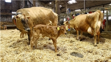 Die Kälbchen dieser Jersey-Milchkühe auf dem Hof Seeverns wachsen bei der Mutter auf. Die wird nach ein paar Tagen wie gewohnt gemolken - über den Transponder am Hals erfasst die Melkmaschine die Milchmenge.