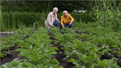 Die Kartoffeln sehen gut aus: Erika und Gerhard Otto sind zufrieden mit der Entwicklung der Knollenpflanzen auf ihrer Kleingarten-Parzelle. Viele andere Pflanzen haben die Trockenphasen im Frühjahr nicht überlebt.