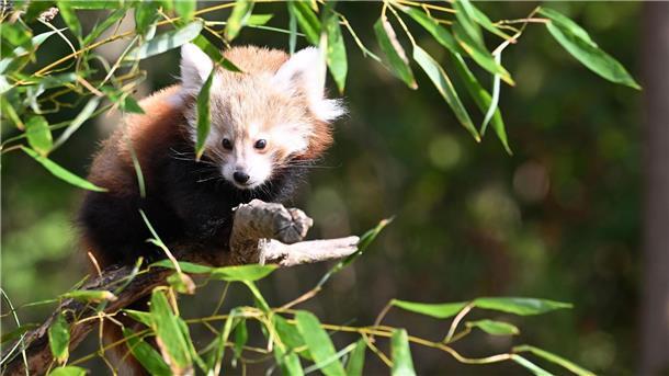 Die Katzenbären sind auch als „Bambusesser“, „Feuerfüchse“ oder „glänzende Katzen“ bekannt.