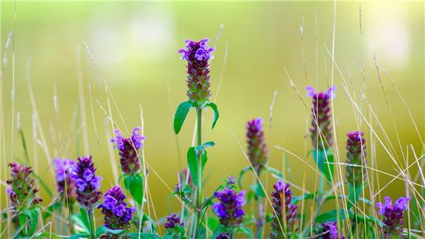 Die Kleine Braunelle ist Blume des Jahres 2023. Sie wächst nicht nur auf Wiesen, sondern auch im Rasen.