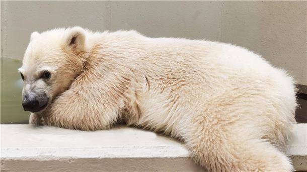 Hagenbecks Eisbärenbaby zum ersten Mal auf Tauchgang Die kleine Eisbärin im Hamburger Tierpark hat noch keinen Namen.