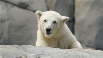 Die kleine Eisbärin läuft durch die Außenanlage im Eismeer im Tierpark Hagenbeck.