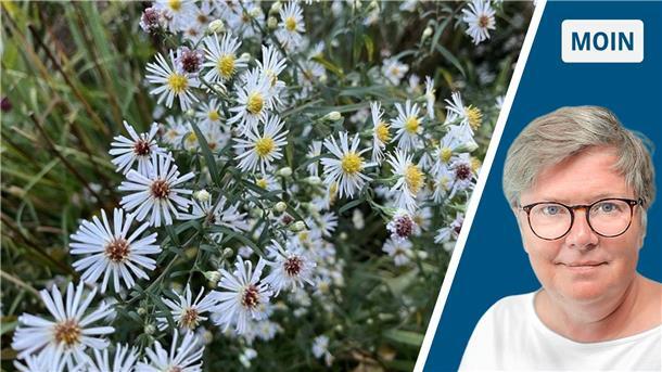 Die kleinen Aster-Blüten strahlen: Totgeglaubte leben länger Weiße wilde Astern