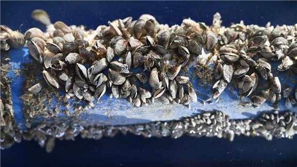 Rotaugen sollen Muscheln bekämpfen Die kleinen Muscheln sorgen für Ärger im Bodensee.