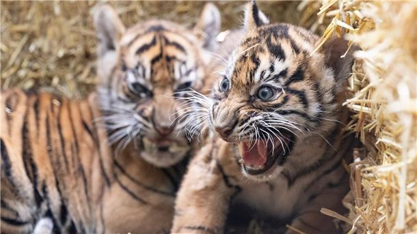 Tiger-Nachwuchs in Frankfurt vorgestellt Die kleinen Sumatra-Tiger erkunden ihre Umgebung.