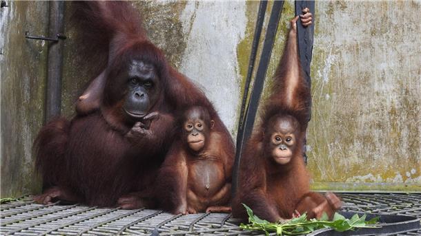 Die Kleinfamilie ist vorübergehend wieder ins Rettungszentrum Nyaru Menteng gezogen.