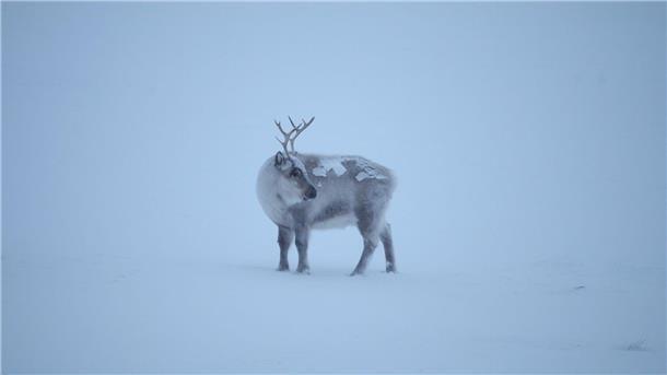 Die Klimakrise trifft die Spitzbergen-Rentiere, die als die „Gefährten des Weihnachtsmanns“ gelten.