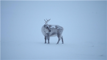 Die Klimakrise trifft die Spitzbergen-Rentiere, die als die „Gefährten des Weihnachtsmanns“ gelten.