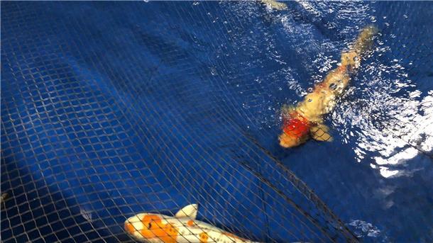 Geplatztes Aquarium: Etwa 630 Fische gerettet Die Kois sind nach dem Platzen des Aquariums in einem Berliner Hotel in den Zoo gebracht worden.