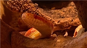 Die Kornnatter Döner sucht ein neues Zuhause bei einem reptilienkundigen Tierfreund.