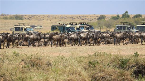 Spektakuläre Wanderung der Gnus - Sorge vor Übertourismus Die Kritik am Verhalten mancher Besucher und die Sorge vor Übertourismus zum Schaden des Ökosystems nehmen zu.