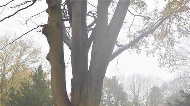 Sie kämpfen um jede einzelne hölzerne Klimaanlage der Stadt Die Krone der Buche auf dem Leher Friedhof musste mit Gurten geschützt werden.