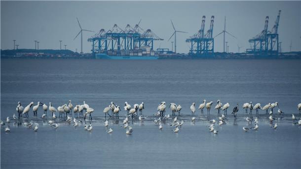 Vögel im Watt