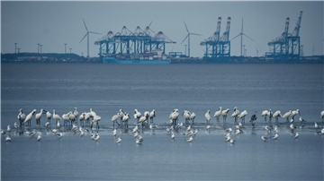 Vögel im Watt