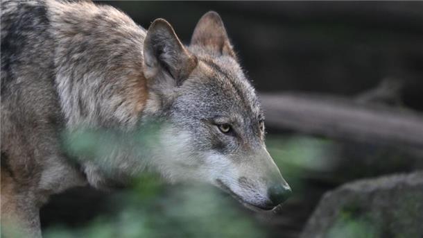 Bild eines Wolfs