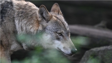 Bild eines Wolfs