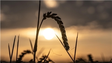Die Landwirte in Niedersachsen haben eine laut Landwirtschaftskammer „sehr beachtliche“ Ernte eingefahren - die Preise aber sinken. (Archivbild)