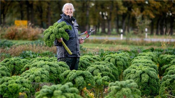 Grünkohlsaison in Niedersachsen gestartet - Preise steigen Die Landwirte rechnen mit weniger Ertrag als noch im Vorjahr.
