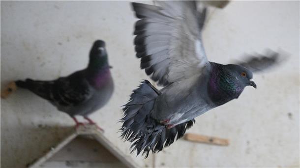 Eine Taube fliegt im Taubenschlag.