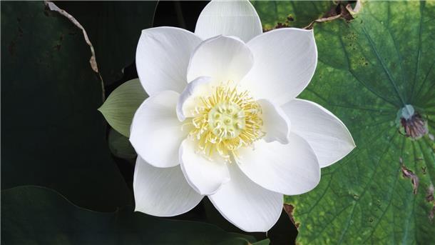 TV-Doku über Evolution der Blütenwelt Die Lotusblume ist eine Wasserpflanze, deren Blätter flüssigkeitsabweisend sind.