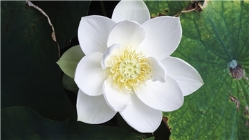 Die Lotusblume ist eine Wasserpflanze, deren Blätter flüssigkeitsabweisend sind.