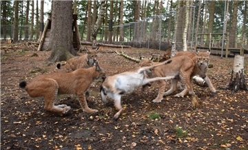 Fütterungszeit bei den Luchsen im Beverstedter Tierpark Cux-Art 