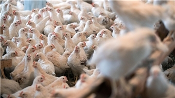 Die Massentierhaltung von Geflügel ist laut der Tierschutzbeauftragten ebenfalls ein Problem. (Symbolbild)