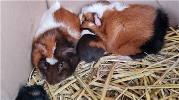 Die Meerschweinchen kauerten im Karton auf einer Strohunterlage.