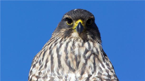 Flitzer mit Krone: Karearea ist Neuseelands Vogel des Jahres Die mittelgroßen Vögel sind in Neuseeland endemisch und gelten als gefährdet.