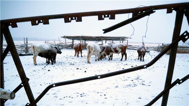 Extremwinter in Mongolei: Mehr als 1,5 Millionen Tiere tot Die Mongolei wurde von einem extremen Wintereinbruch heimgesucht, dem mehr als 1,5 Millionen Nutztiere zum Opfer fielen (Archivbild).