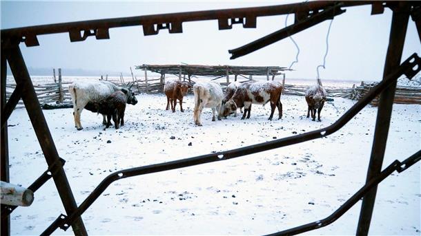Mongolei: Millionen Herdentiere sterben im Extremwinter Die Mongolei wurde von einem extremen Wintereinbruch heimgesucht, dem viele Tiere zum Opfer fielen.