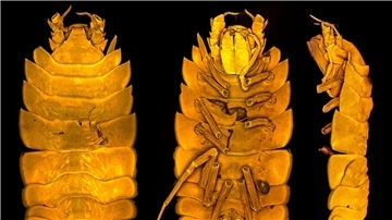 Neue Assel aus der Tiefsee - Forscherin wird Namenspatin Die neu entdeckte Meeresassel Austroniscus brandtae, benannt nach der Frankfurter Meereswissenschaftlerin Angelika Brandt.