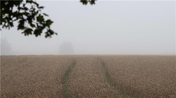 Viel Regen, wenig Sonne - schwierige Ernte für Landwirte Die niedersächsischen Landwirte befürchten schlechte Erträge bei der Ernte. (Archivfoto)