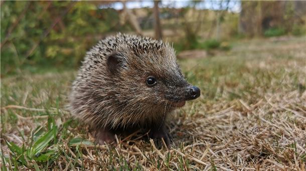 Igel