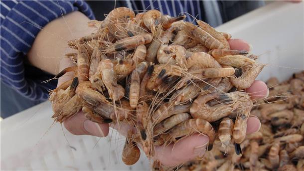 Nordseekrabbenfischerei behält MSC-Siegel Die Nordseekrabbe wird auch als der „kleinste Hummer der Welt“ bezeichnet.
