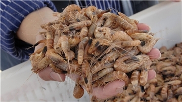Die Nordseekrabbe wird auch als der „kleinste Hummer der Welt“ bezeichnet.
