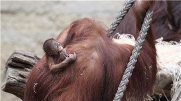 Die Orang-Utan-Mutter Cantik kümmert sich fürsorglich um ihr kleines Mädchen, das am 14. März geboren worden ist.