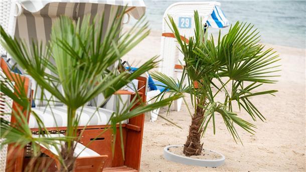 Tropical Ostsee - Palmen sollen mehr Urlaubsgefühl geben Die Palmen am Strand sorgen für Aufsehen bei Urlaubern.