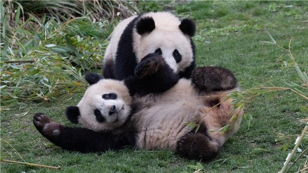 Abschied: Panda-Brüder verlassen bald Berliner Zoo Die Pandabären-Brüder Pit und Paule verlassen kommende Woche den Berliner Zoo. Sie ziehen nach China. Doch ihre Eltern bleiben in Deutschland.