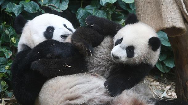 Pandas und Blumen: Wie Asien charmante Diplomatie betreibt Die Pandas „Le Le“ und „Jia Jia“ im River Wonders Wildpark in Singapur.
