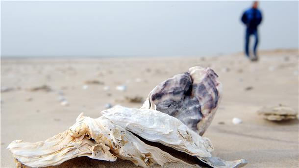 „Aliens“ erobern die Nordsee - Invasion der fremden Arten Die Pazifische Auster stammt ursprünglich aus dem Nordpazifik. Sie ist ausgesprochen robust und krankheitsresistent, und sie wächst sehr schnell. In der Nordsee ist sie mittlerweile die vorherrschende Art.